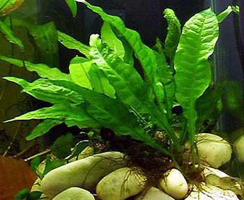 Microsorum Pteropus